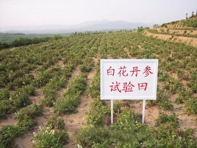 莱芜白花丹参