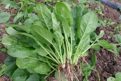 洪兰菠菜
