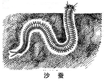 莱州湾沙蚕