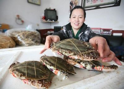 羊口咸蟹子