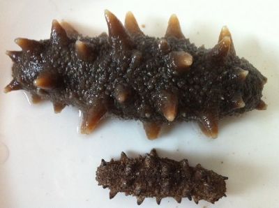 威海海参