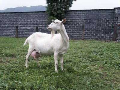文登奶山羊