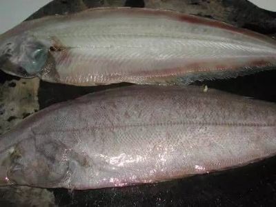 汪子岛鳎麻鱼