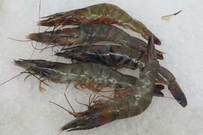 东平湖大青虾