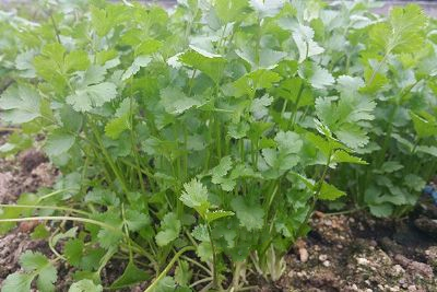 大叶香菜