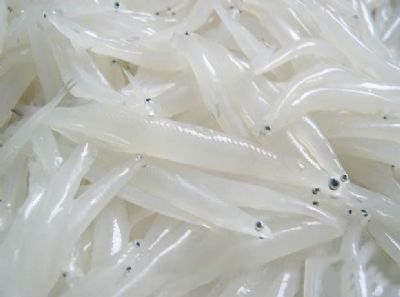 马鬐山银鱼