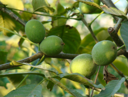 曹范核桃