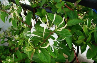 日照金银花