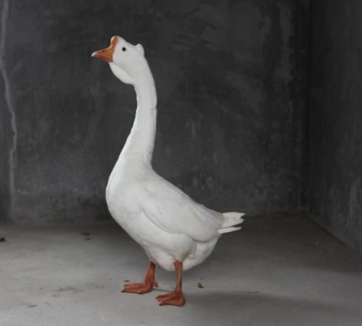 金乡百子鹅