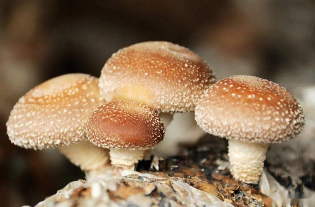 邹城蘑菇