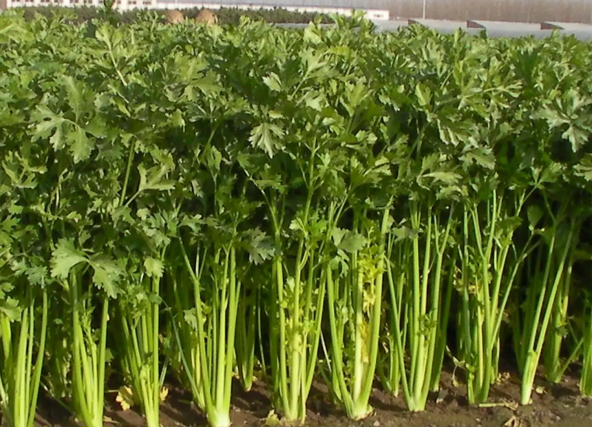 金口芹菜