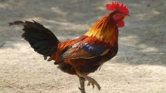 日照麻鸡
