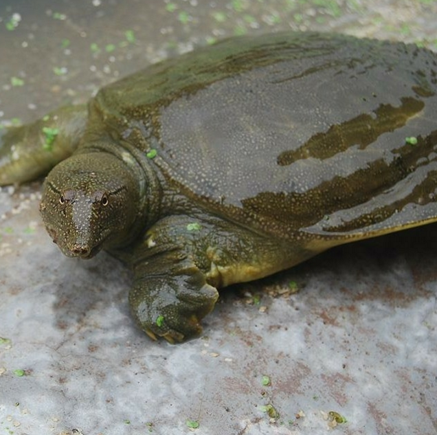 菏泽黄河甲鱼