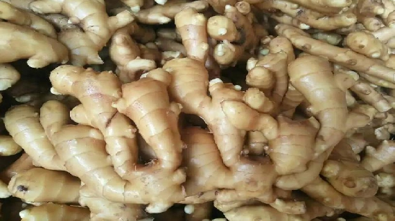 昌邑生姜
