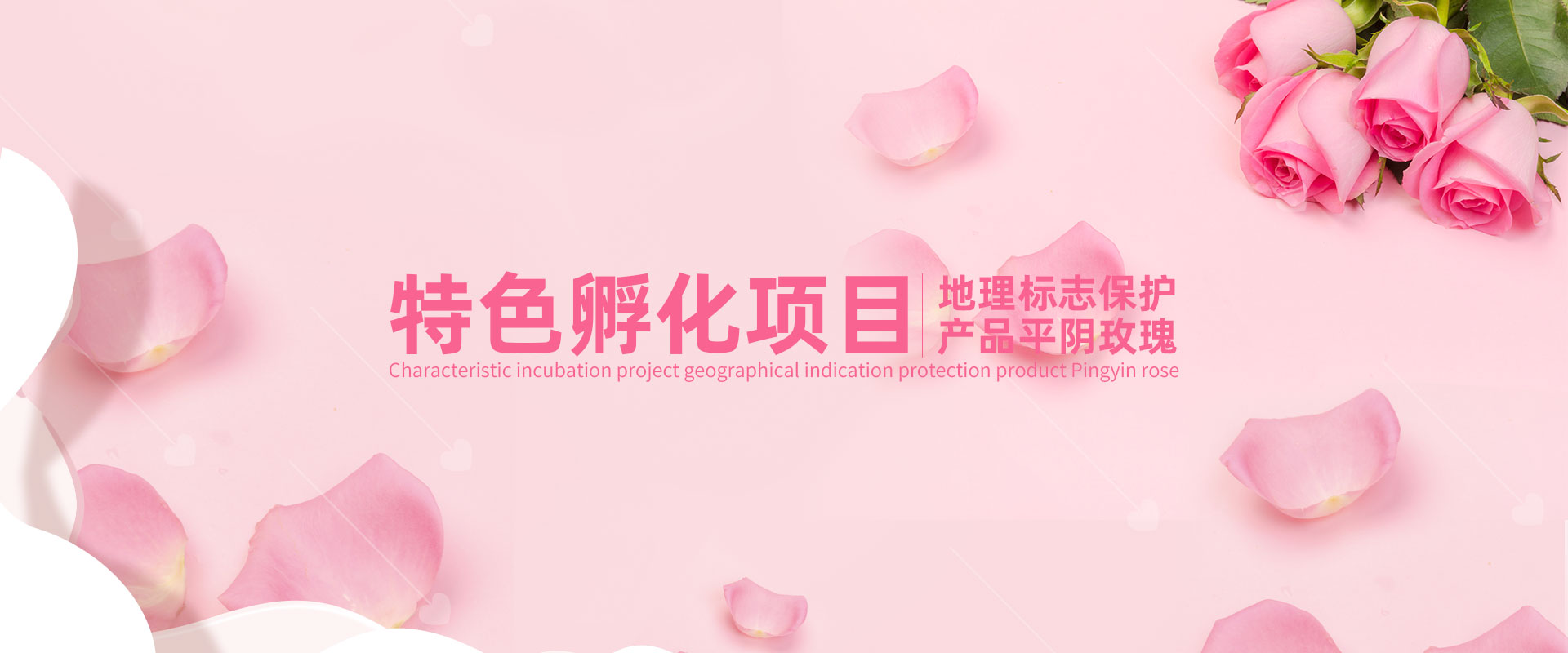玫瑰项目.jpg